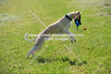 Whippet jumping for mice with toy in mouth