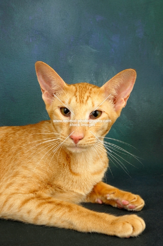 red oriental shorthair cat portrait