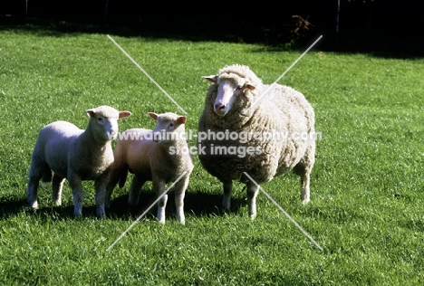 poll dorset cross ewe and twin lambs