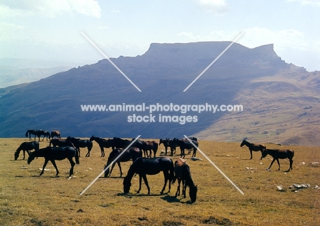 Taboon of Kabardine colts in Caucasus mountains