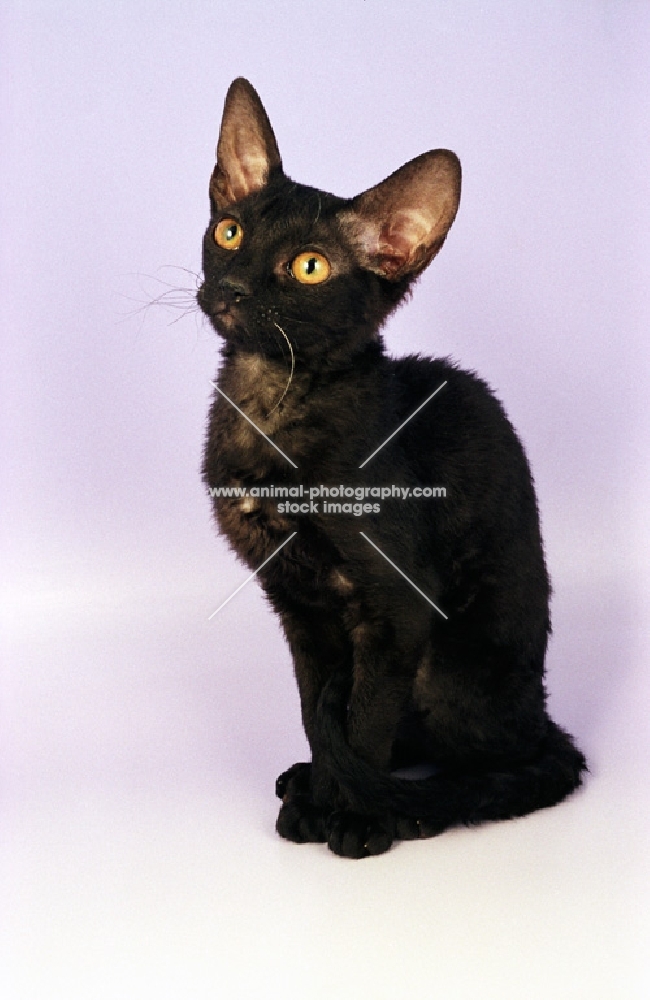 young black German Rex cat