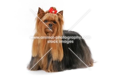 Australian Grand Champion Yorkie