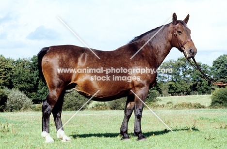 old type groningen mare posing