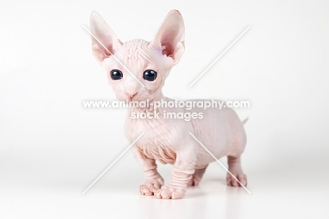 Bambino kitten on white background