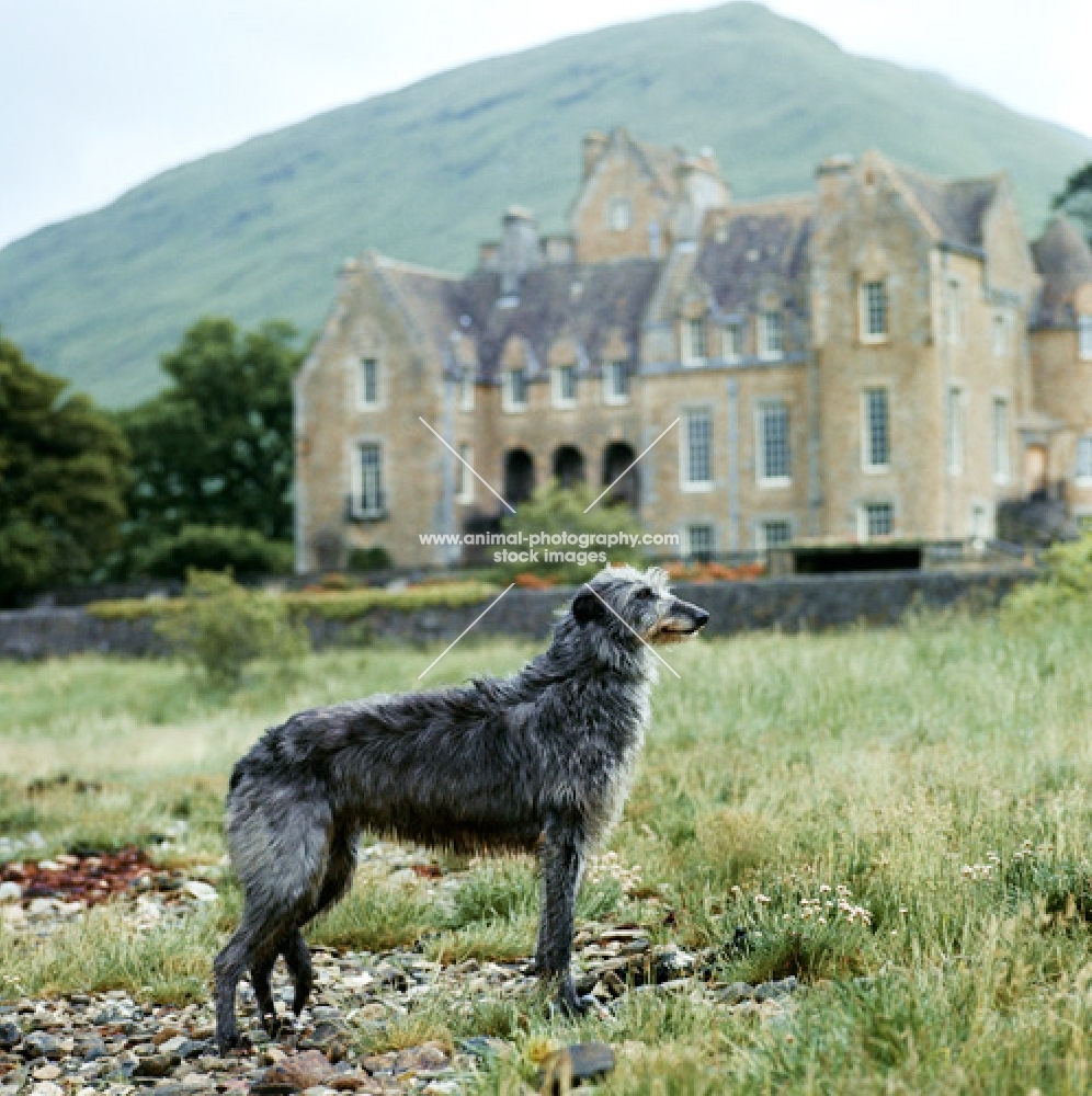 deerhound, in the grounds of ardkinglas house, scotland