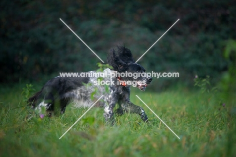 black and white English Setter running in a field