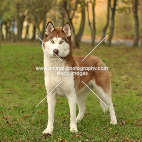 red and white Siberian Husky