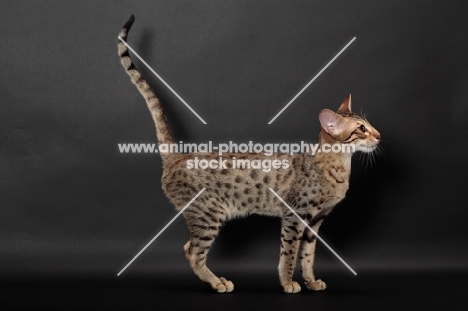 Serengeti cat with tail up, brown spotted tabby colour