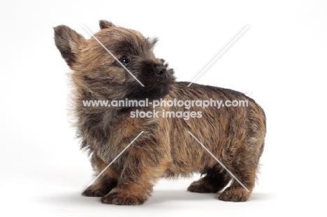 Cairn Terrier puppy