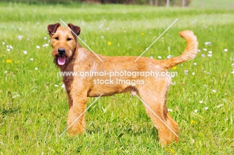 Irish Terrier in field