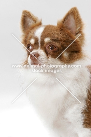 Chocolate and white champion Longhaired Chihuahua, portrait