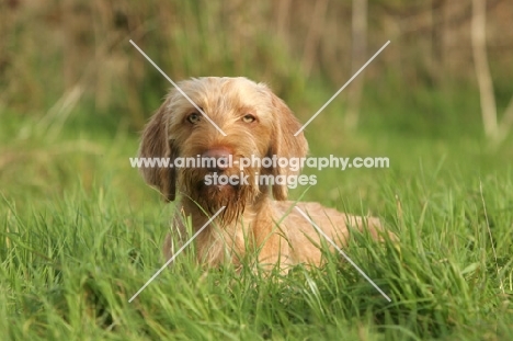 Hungarian Vizsla (wirehaired) in grass