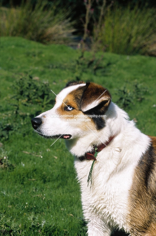 Welsh Sheepdog with blue eye