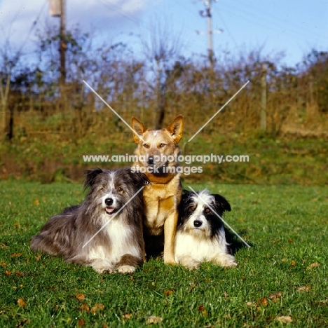 australian cattle dog with two cross bred sheepdogs