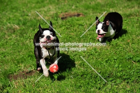 two Boston Terriers chasing for toy