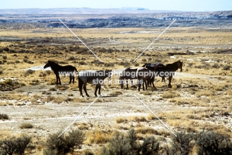 group of indian ponies in new mexico