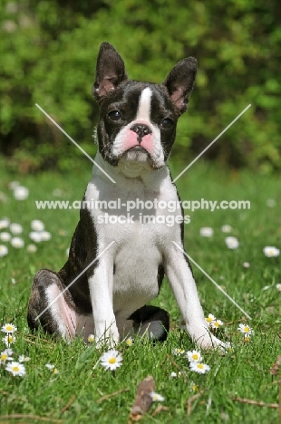 young Boston Terrier sitting down