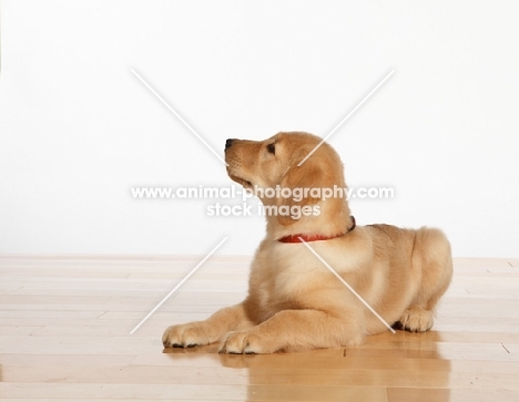 Golden Retriever puppy on wooden floor