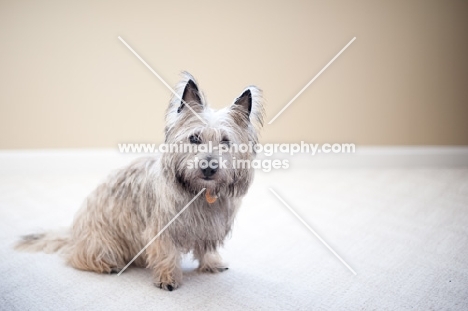 Scruffy wheaten Cairn terrier sitting on carpet.