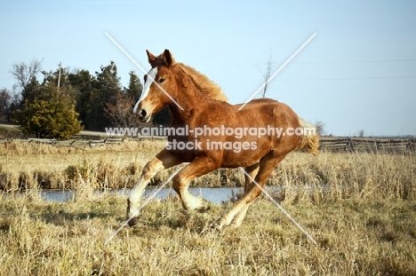 5 month old Belgian filly galloping in field