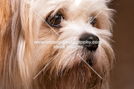Lhasalier (Cavalier King Charles Spaniel cross Lhasa Apso Hybrid Dog) close-up