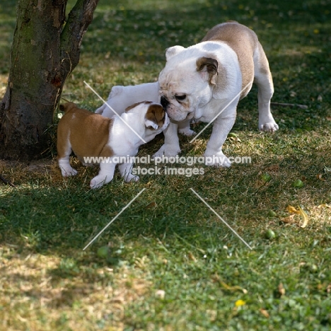 puppy greeting young bulldog