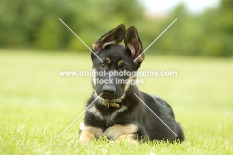 German Shepherd (aka Alsatian) puppy