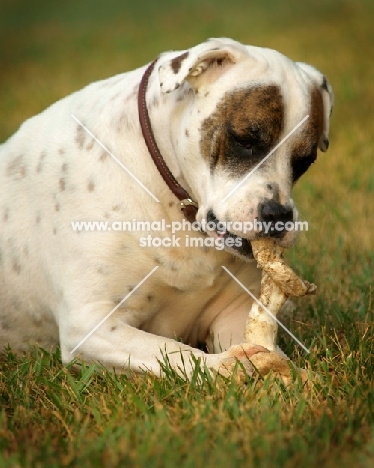 American Bulldog lying in grass, chewing bone