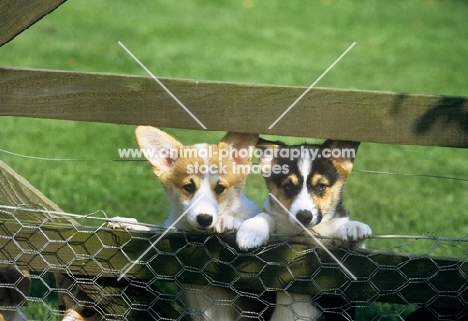 two pembroke corgi puppies looking through a gate