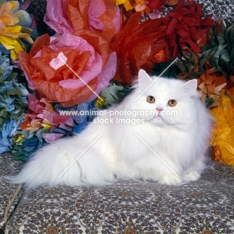 ch j. b. van cleef of silva-wyte, orange eyed white cat with paper flowers