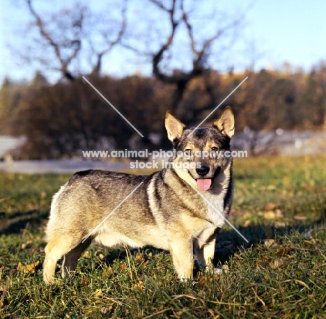 swedish vallhund in sweden in evening light