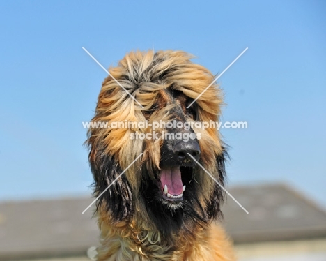 happy Afghan Hound