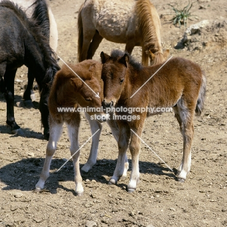 skyros pony foals nuzzling with mares on skyros island, greece