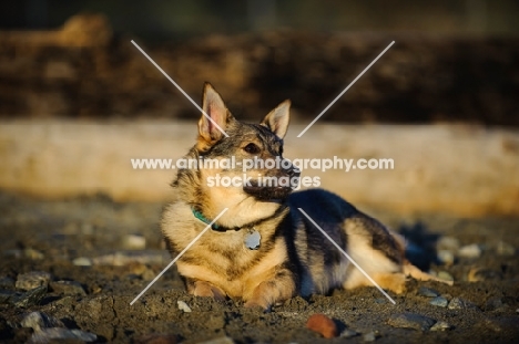 Swedish Vallhund lying down on sand