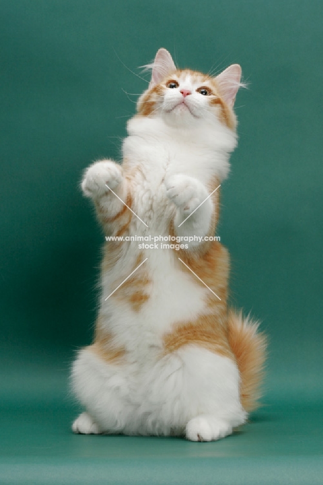 Siberian on green background, Red Mackerel Tabby & White, standing up