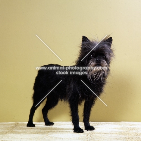 affenpinscher standing, balu's schwarz gaba 