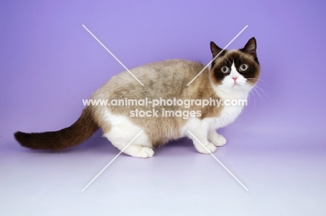 british shorthair, chocolate and white colourpoint