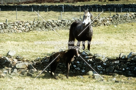 eriskay pony mare and foal in scotland