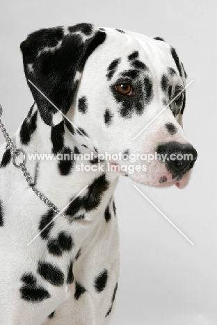 Dalmatian, portrait on white background