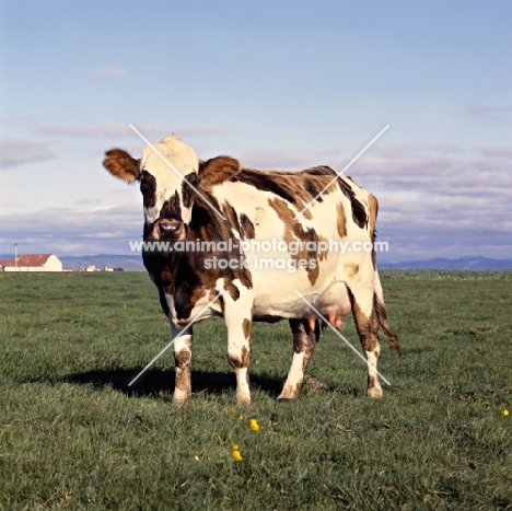 icelandic cow looking at the camera, in iceland