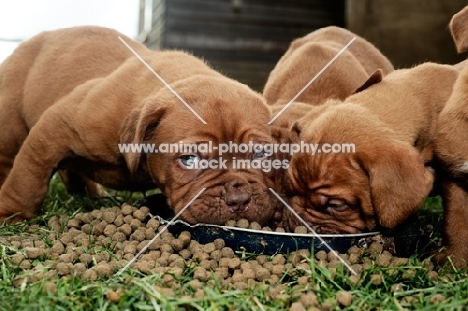 Dogue de Bordeaux puppies indulging