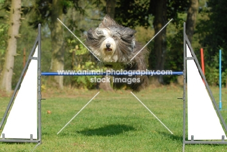 Bearded Collie jumping at trial