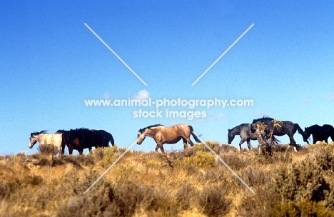 group of indian ponies walking on hillside, new mexico