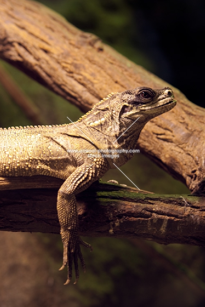 sailfin lizard resting on a branch