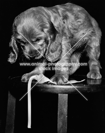 Cocker Spaniel puppy squeezing toothpaste out of tube