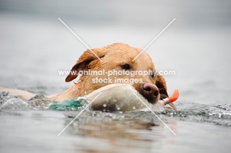 Labrador Retriever retrieving from water