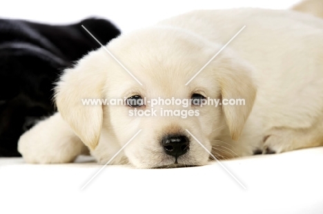 Golden Labrador Puppy lying isolated on a white background