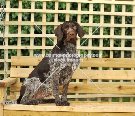 German Wirehaired Pointer (aka GWP, Deutscher Drahthaar) on bench