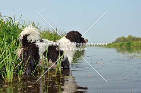 Wetterhoun standing in water