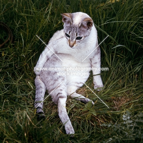 tabby point siamese cat pauses while washing